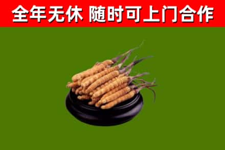 冀州区烟酒回收冬虫夏草.jpg